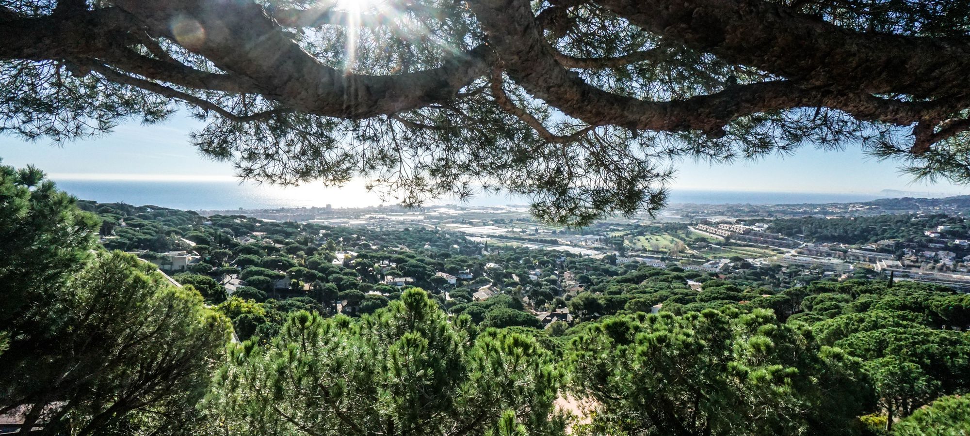 Vista del Maresme y el mar desde Cabrils entre pinos